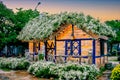 HANOI, VIETNAM - October 25, 2020: A Vietnamese flower house is a white chrysanthemum flower in the garden.